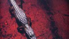 National geographic high