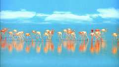 National geographic high