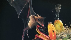 National geographic high