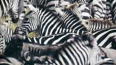 National geographic high