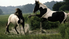 National geographic Horses