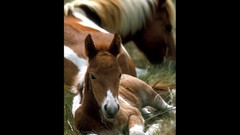 National geographic Horses