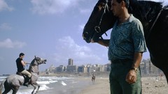 National geographic Horses