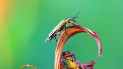 National geographic insects