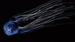 National geographic jellyfish