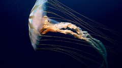 National geographic jellyfish