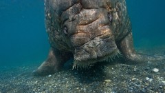 National geographic manatee sea cows