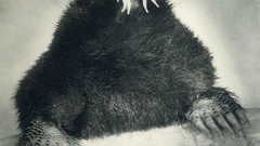 National geographic mole star