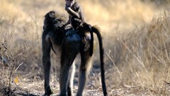 National geographic monkeys