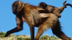 National geographic monkeys