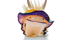 National geographic Nudibranchia white