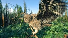 National geographic Owls bird