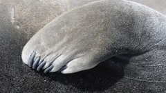 National geographic paws