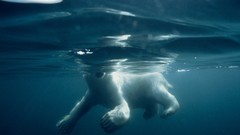 National geographic Polar Bears