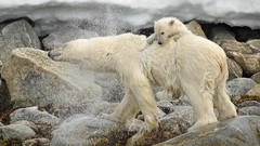 National geographic Polar Bears