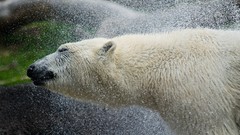National geographic Polar Bears