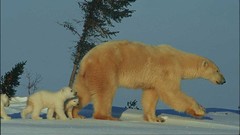 National geographic polar Bears