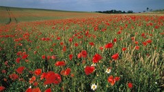 National geographic red flowers