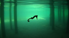 National geographic seahorses