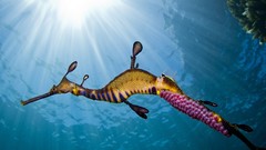 National geographic seahorses