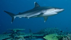 National geographic Sharks