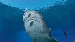 National geographic Sharks