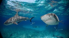 National geographic Sharks