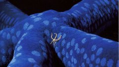 National geographic starfish