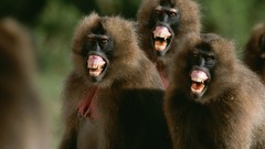National geographic teeth monkeys
