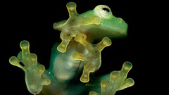 National geographic Toads