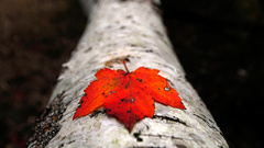 National geographic Trees