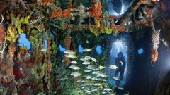 National geographic underwater