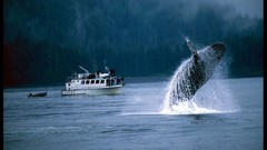 National geographic Whales