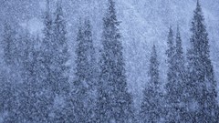 National geographic winter forests