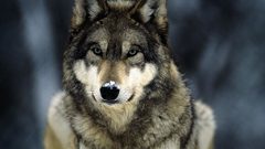 National geographic Wolves