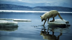 National geographic Wolves arctic