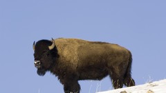 National park buffalo yellowstone american buffalo
