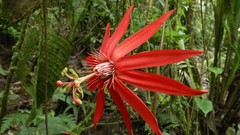 National park costa rica