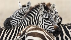 National park Tanzania