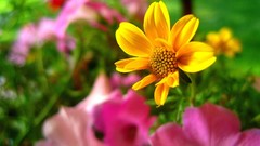 Natural complex magazine