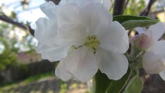 Natural complex magazine