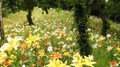 Natural complex magazine