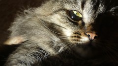 Natural complex magazine