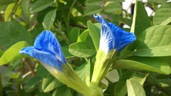 Natural indian Architecture