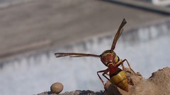 Natural indian Architecture
