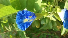 Natural indian Architecture