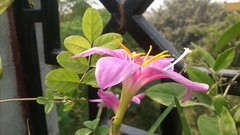 Natural indian Architecture