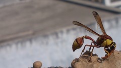 Natural indian Architecture