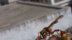 Natural indian Architecture