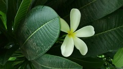 Natural indian Architecture